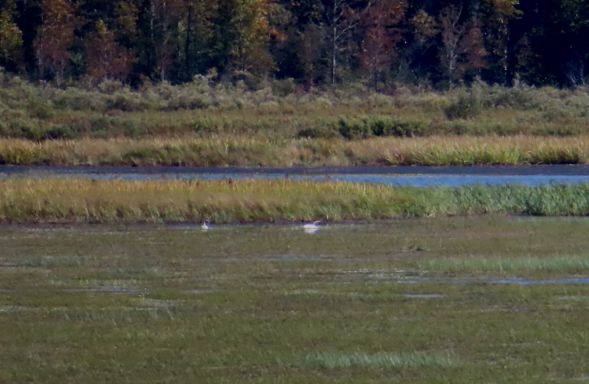 Trompeterschwan - ML642262353