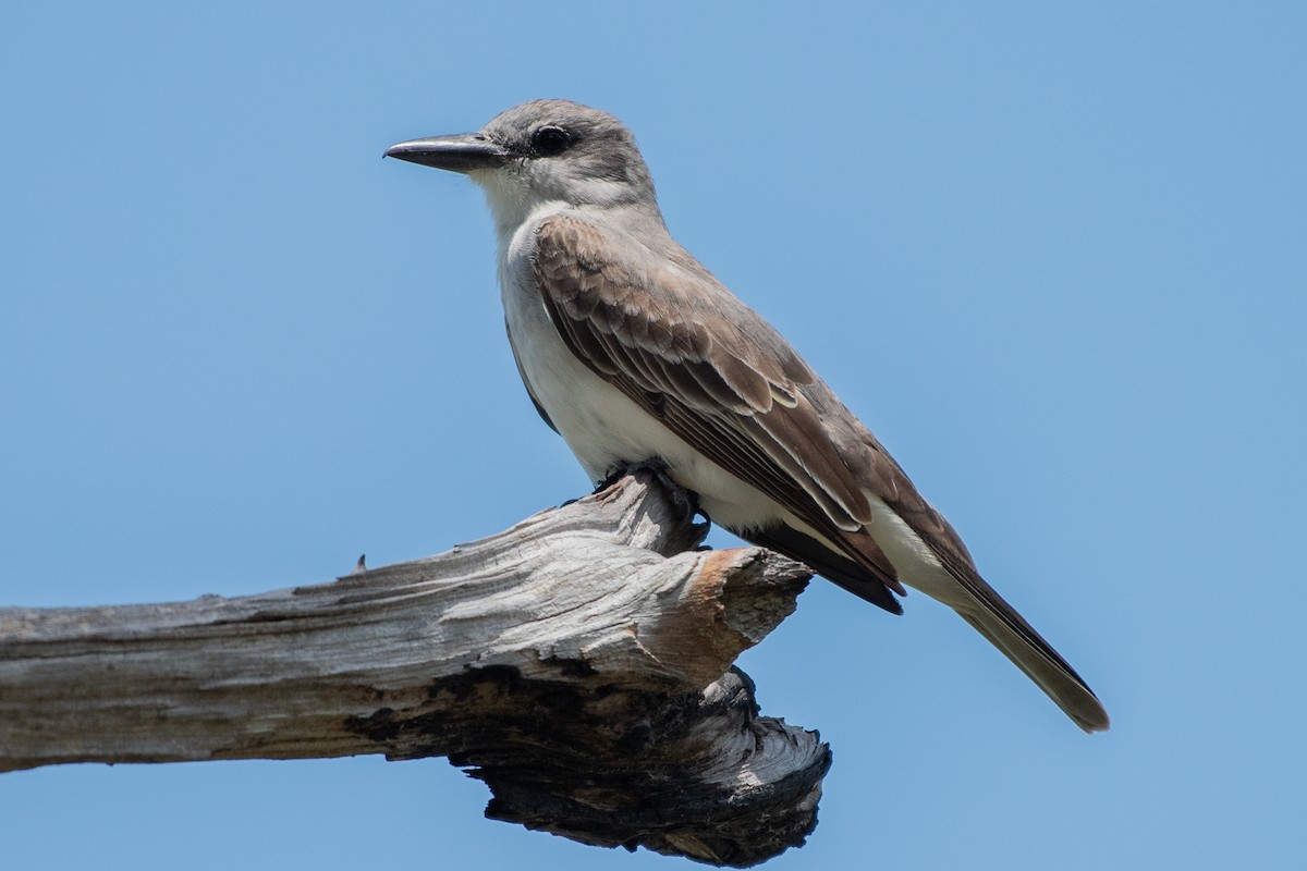 Gray Kingbird - ML642262356