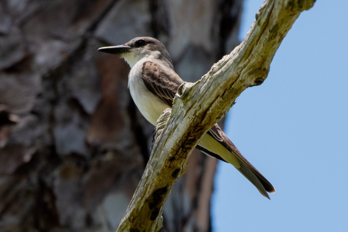 Gray Kingbird - ML642262360