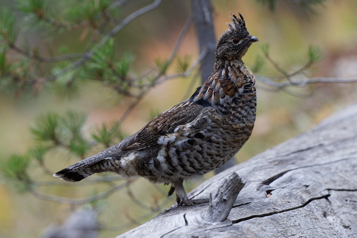 Ruffed Grouse - ML642262363