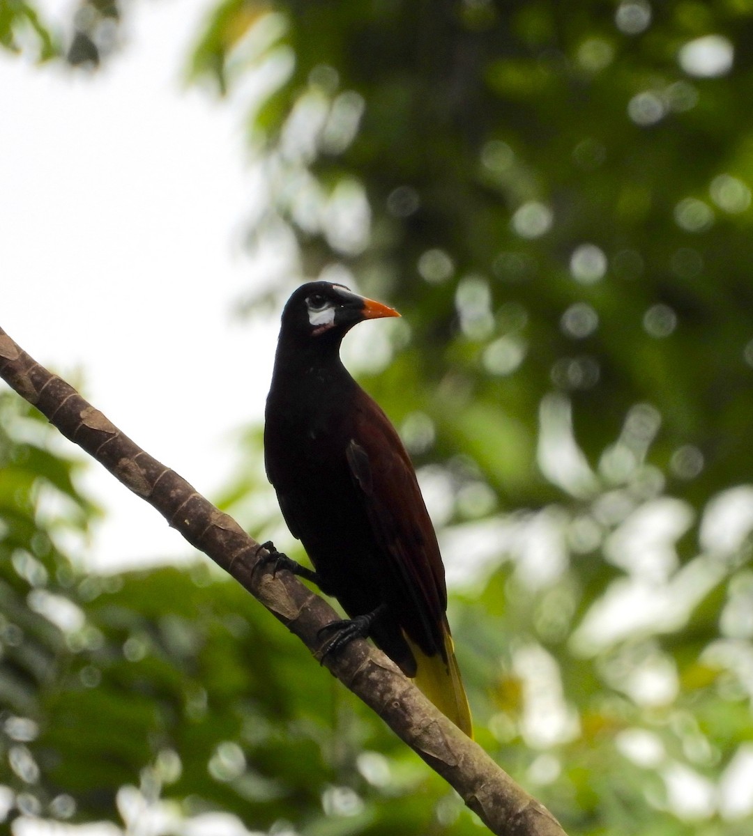 Cassique de Montezuma - ML642262383