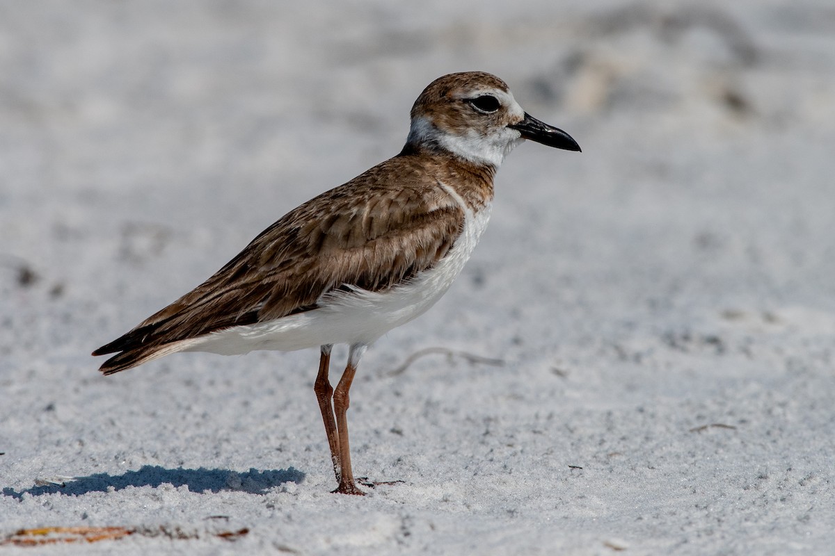 Wilson's Plover - ML642262389