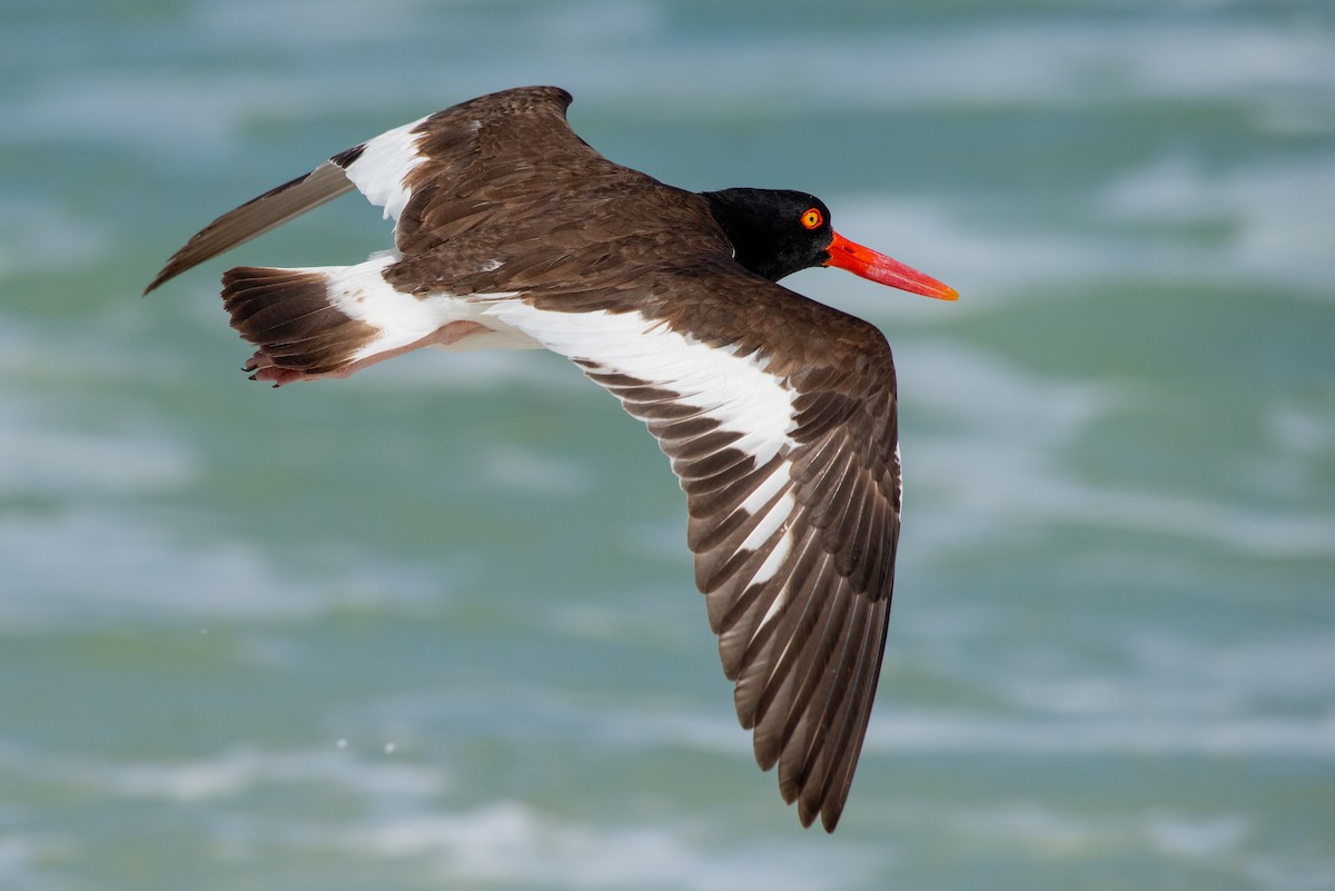 American Oystercatcher - ML642262394