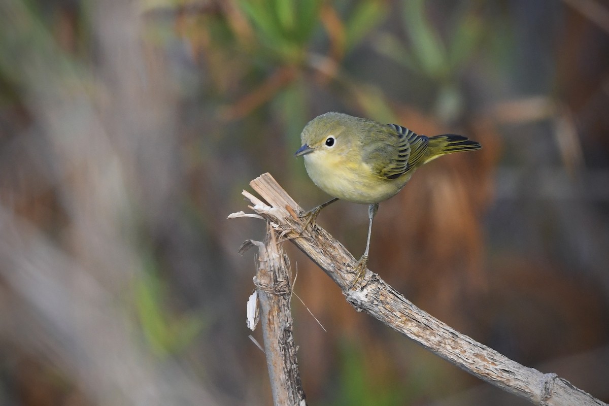 Yellow Warbler - ML642262413