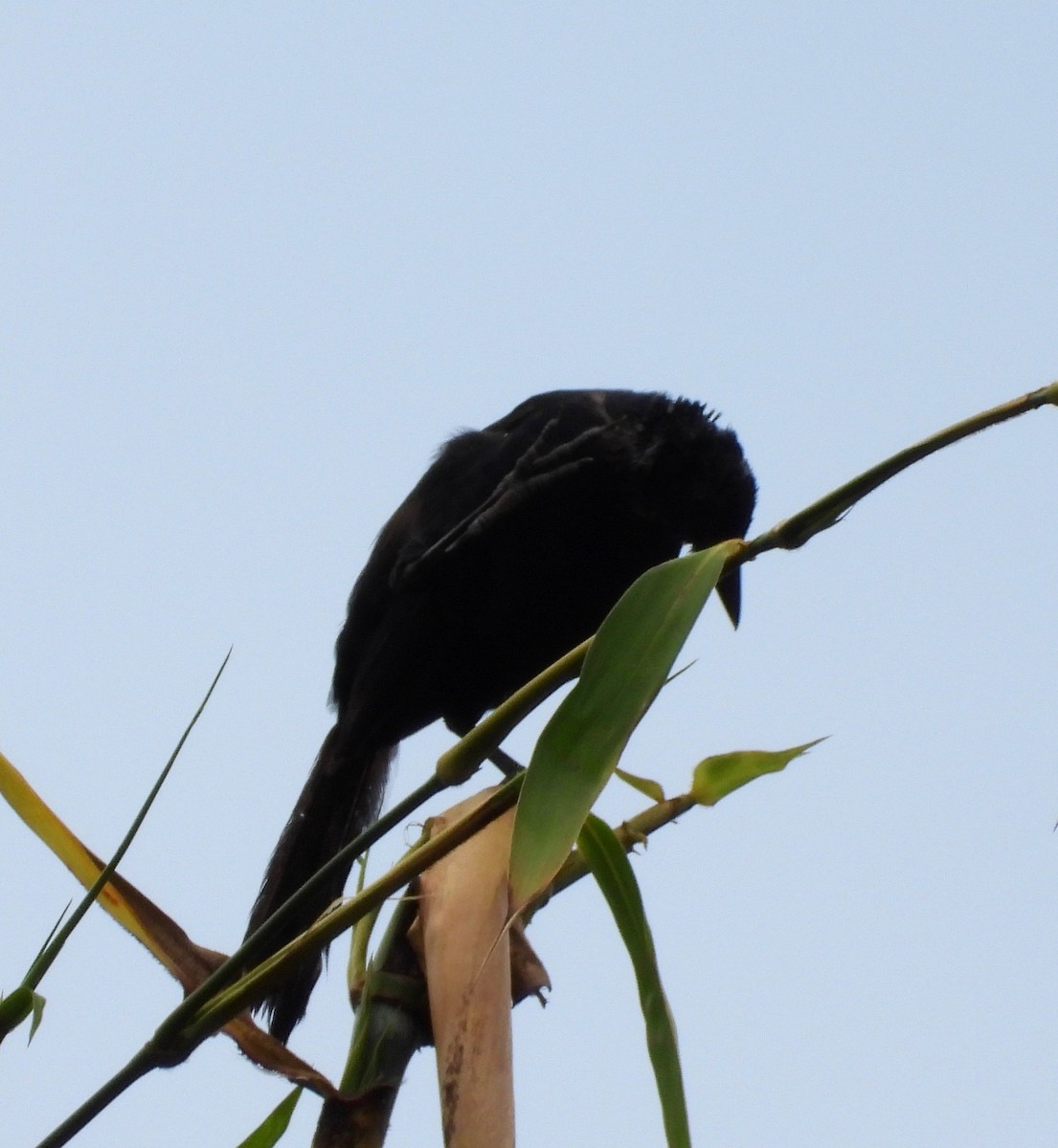 Melodious Blackbird - ML642262424