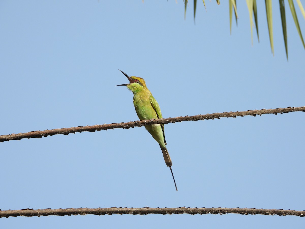Asian Green Bee-eater - ML642262440