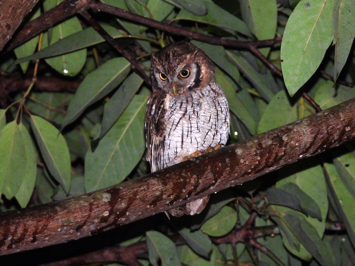 Tropical Screech-Owl - ML642262443