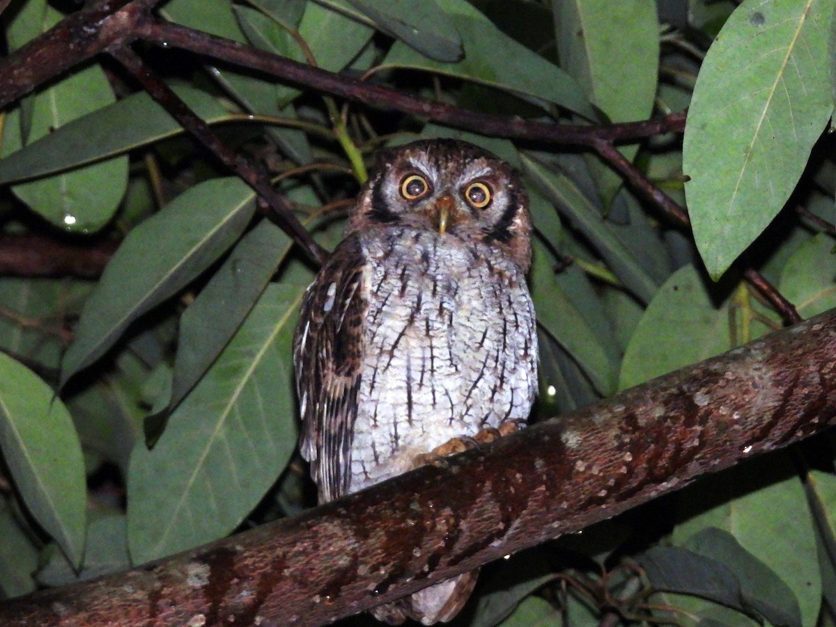 Tropical Screech-Owl - ML642262447