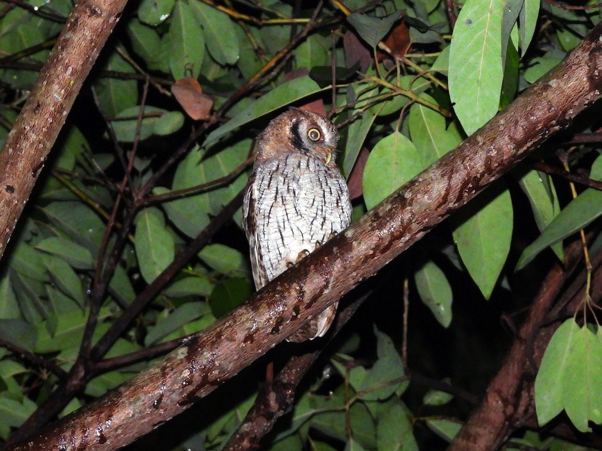 Tropical Screech-Owl - ML642262448