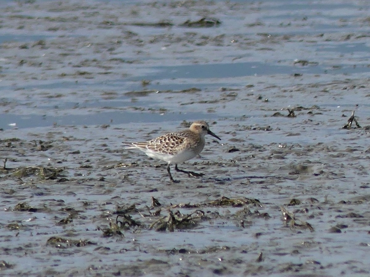Baird's Sandpiper - ML642262449
