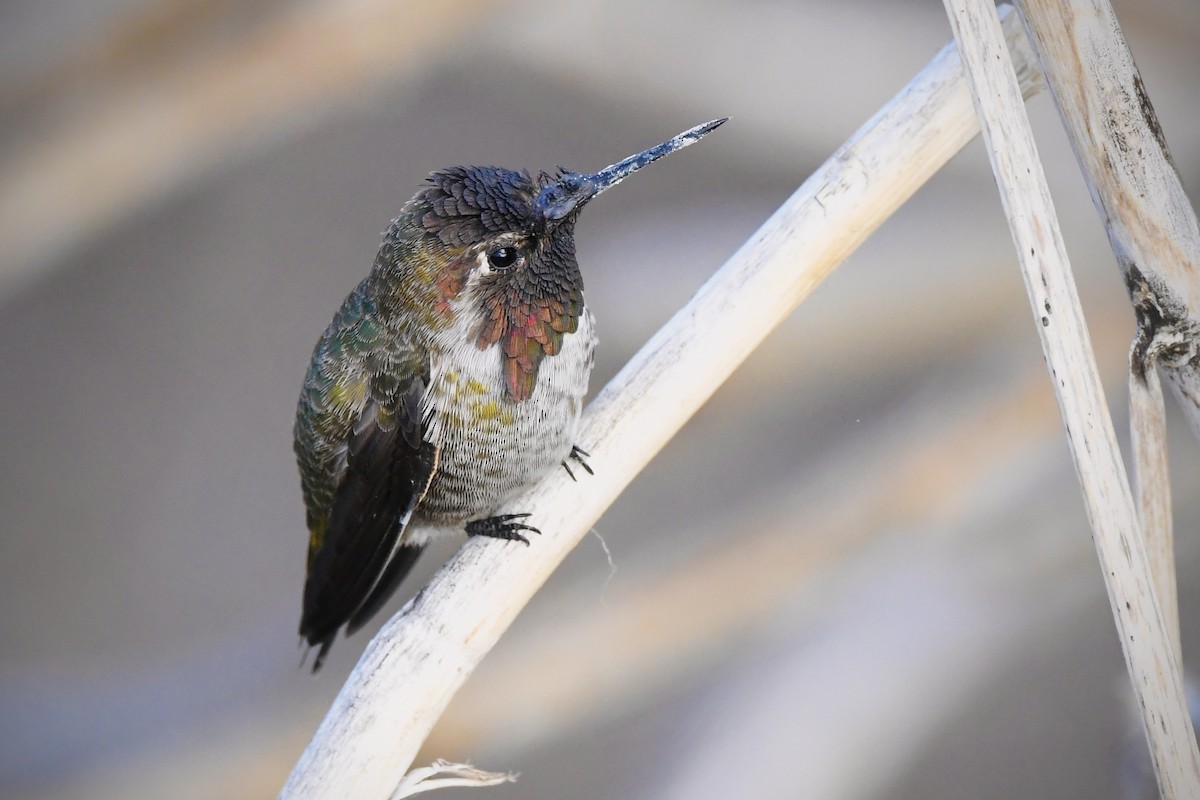 Anna's Hummingbird - ML642262451