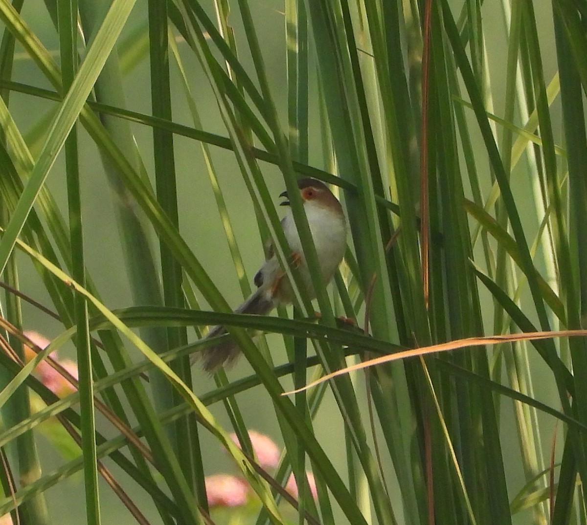 Yellow-eyed Babbler - ML642262566