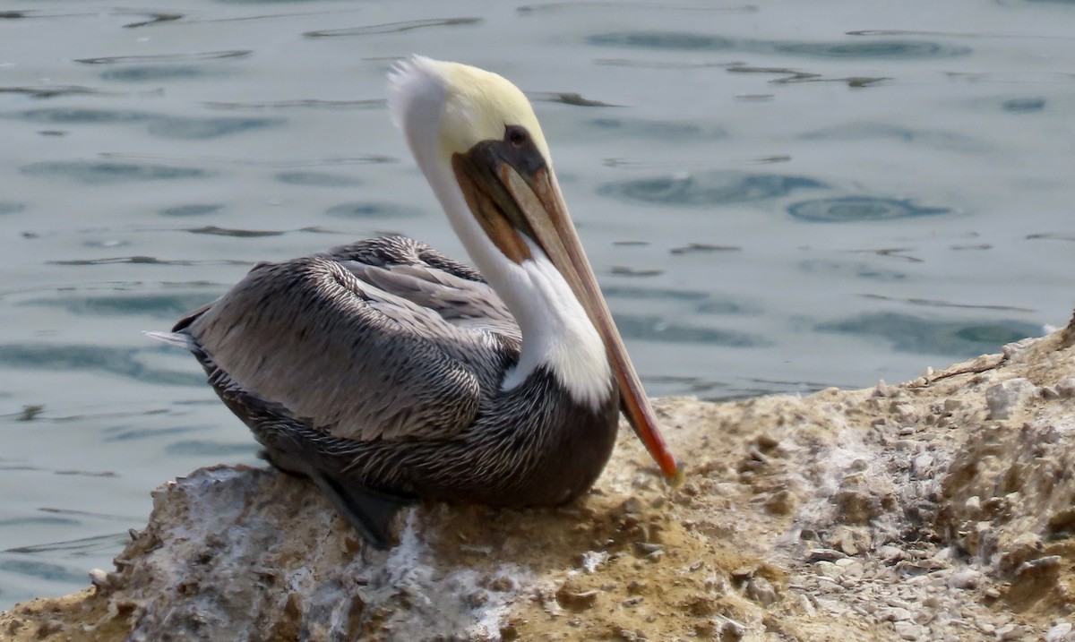 Brown Pelican - ML642262639