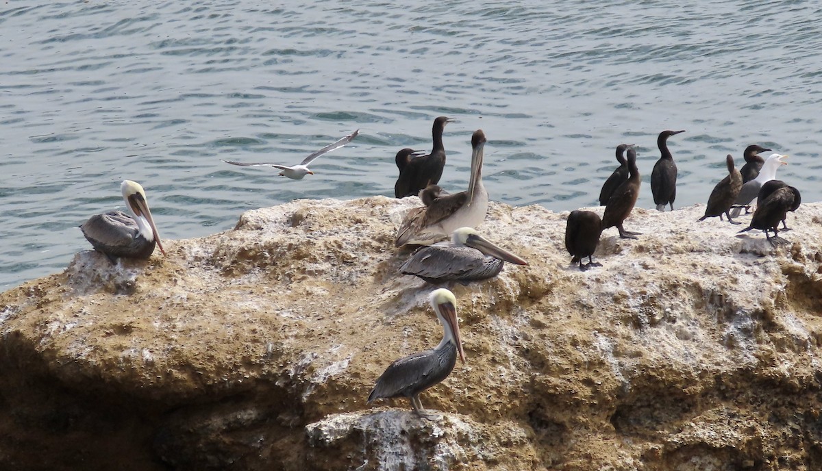 Brown Pelican - ML642262640