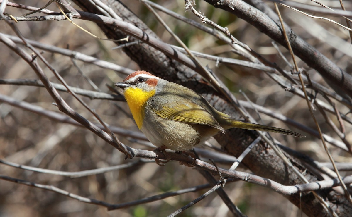 Rufous-capped Warbler - ML642262641
