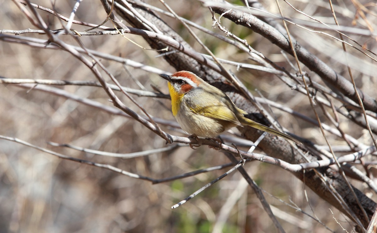 Rufous-capped Warbler - ML642262642