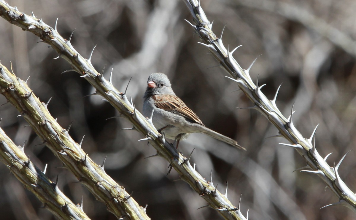 Black-chinned Sparrow - ML642262647