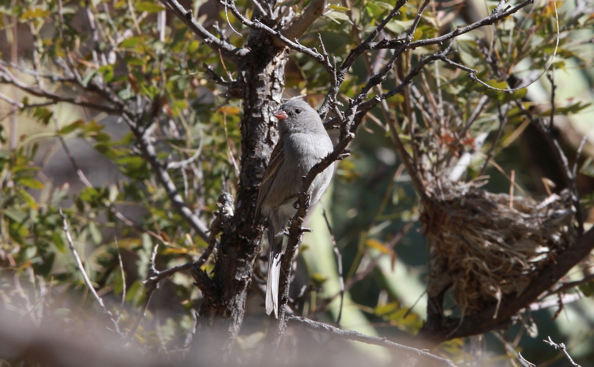 Black-chinned Sparrow - ML642262648