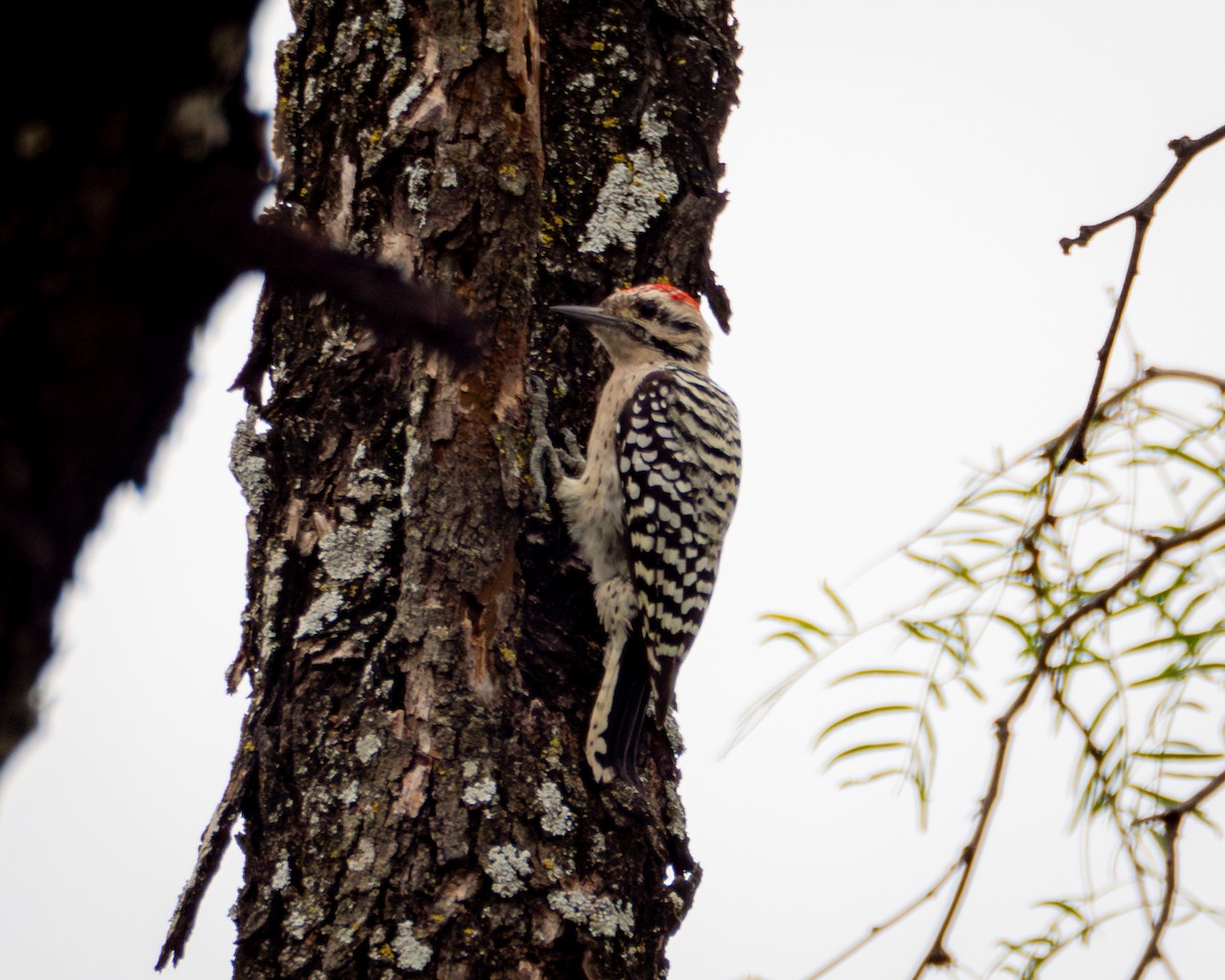 Ladder-backed Woodpecker - ML642262680