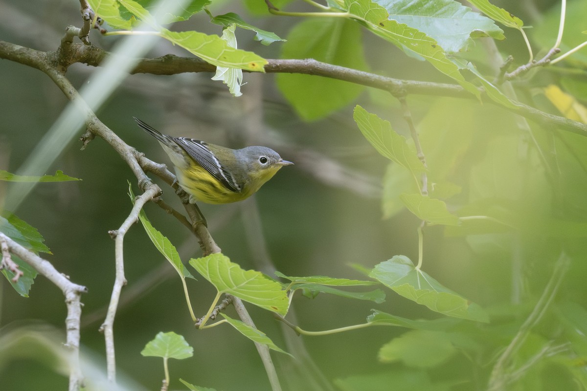 Reinita de Magnolia - ML642262682