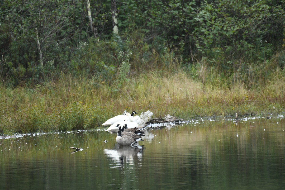 Trompeterschwan - ML642262684