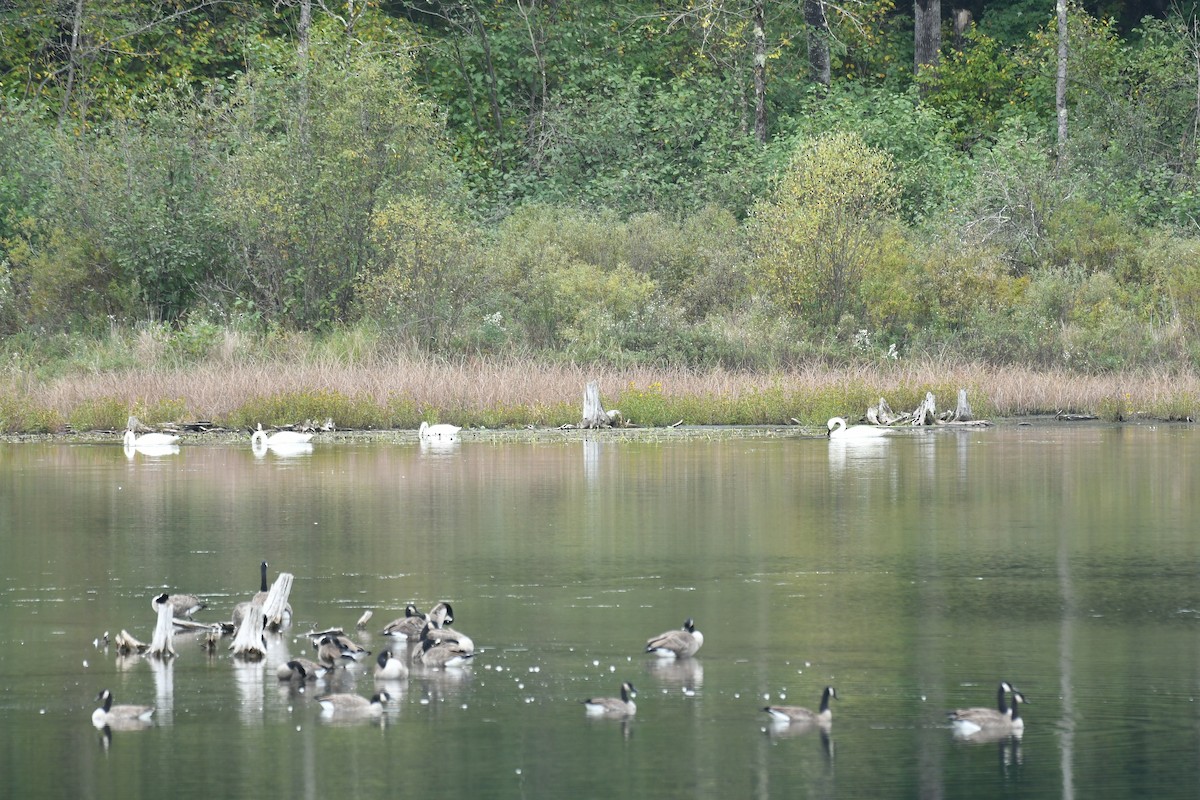 Trompeterschwan - ML642262686