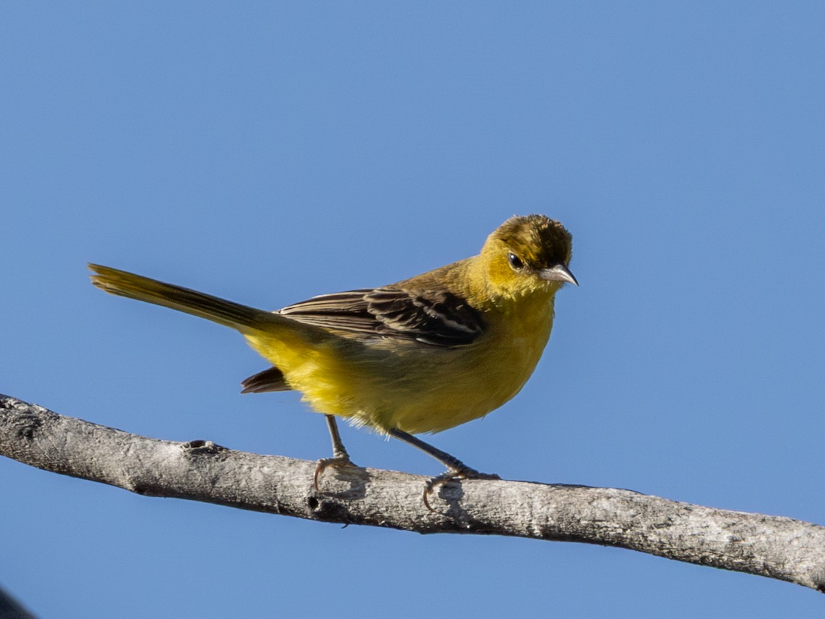 Orchard Oriole - ML642262692