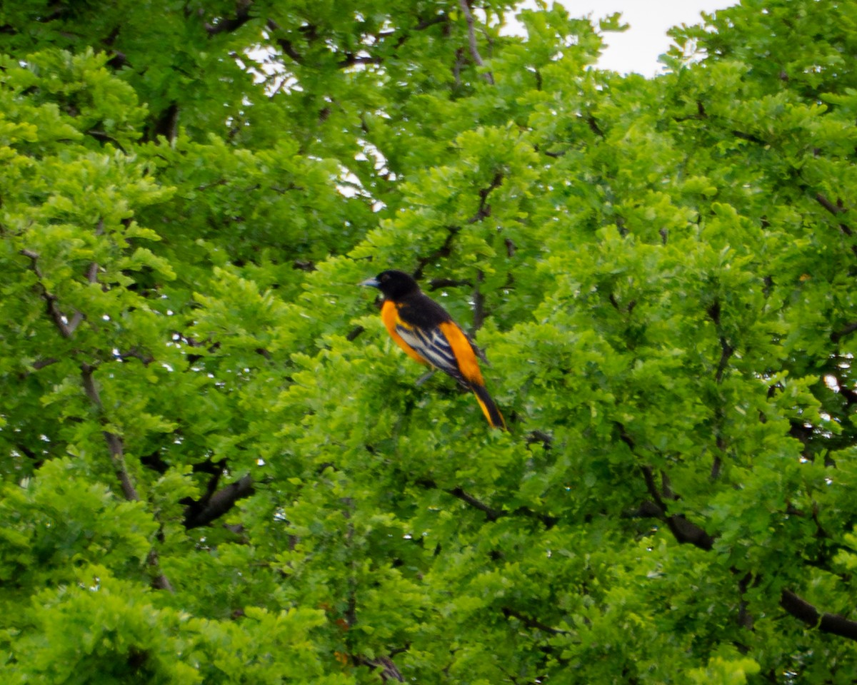 Baltimore Oriole - ML642262721