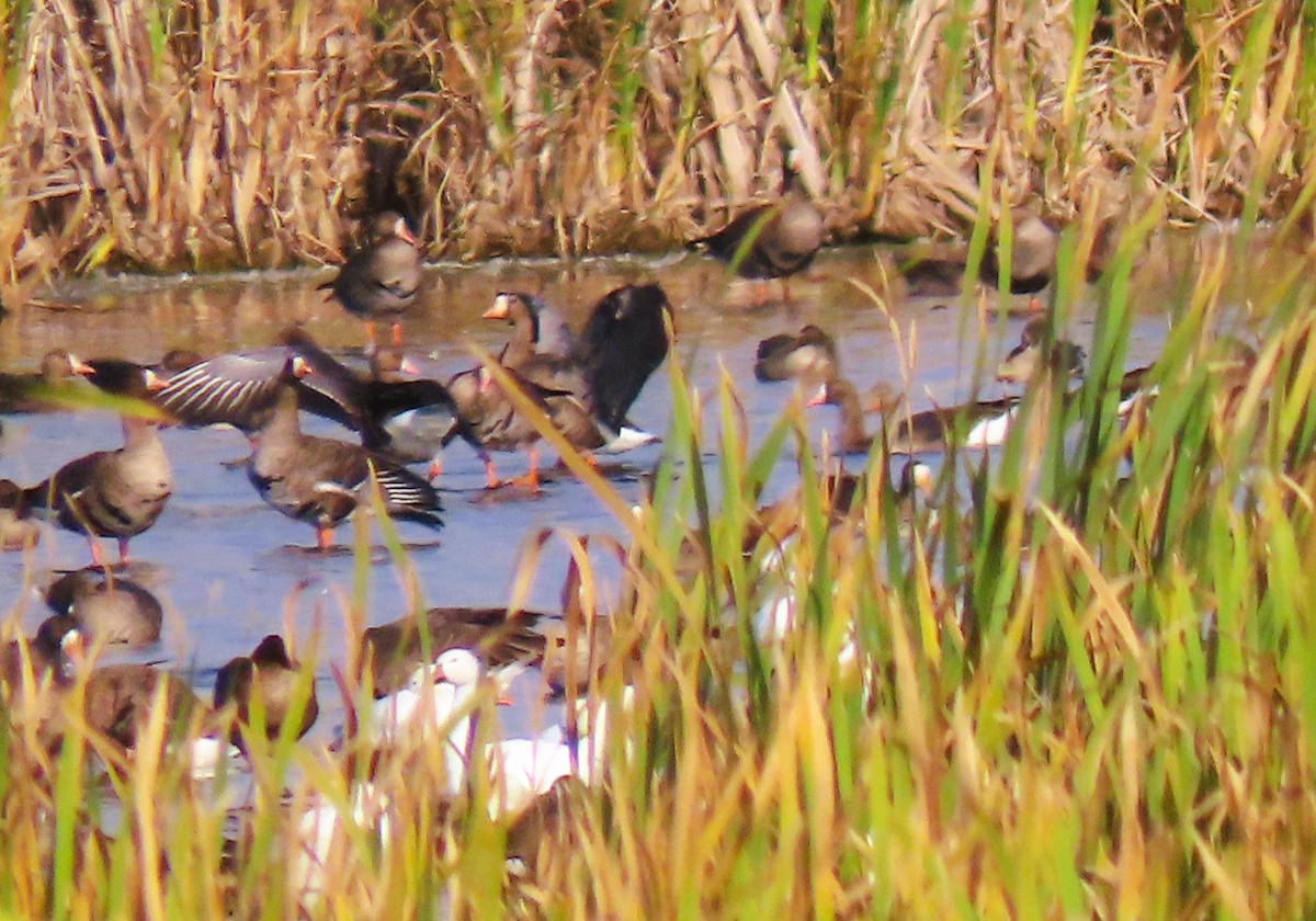 Greater White-fronted Goose - ML642262722