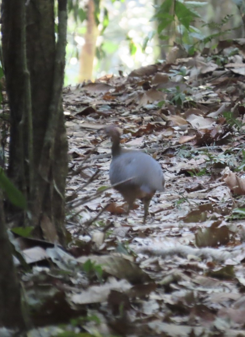 Great Tinamou - ML642262801