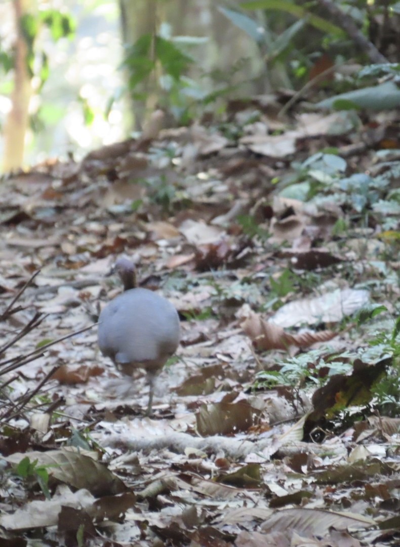 Great Tinamou - ML642262803