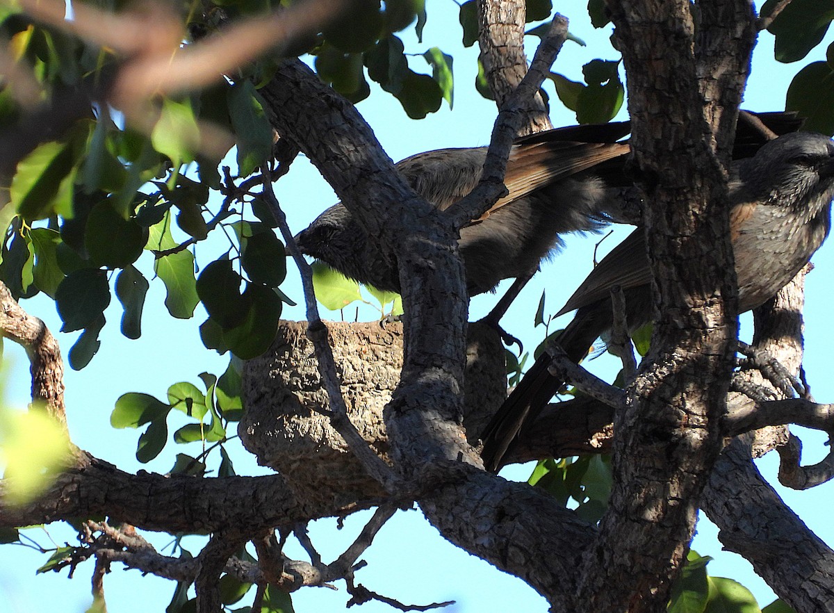 Apostlebird - ML642262808