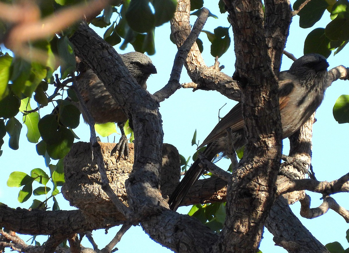Apostlebird - ML642262810