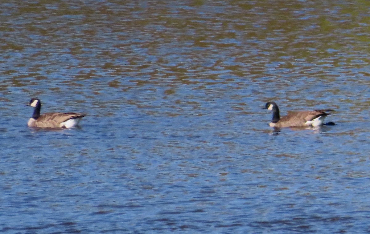 Cackling Goose - ML642262831