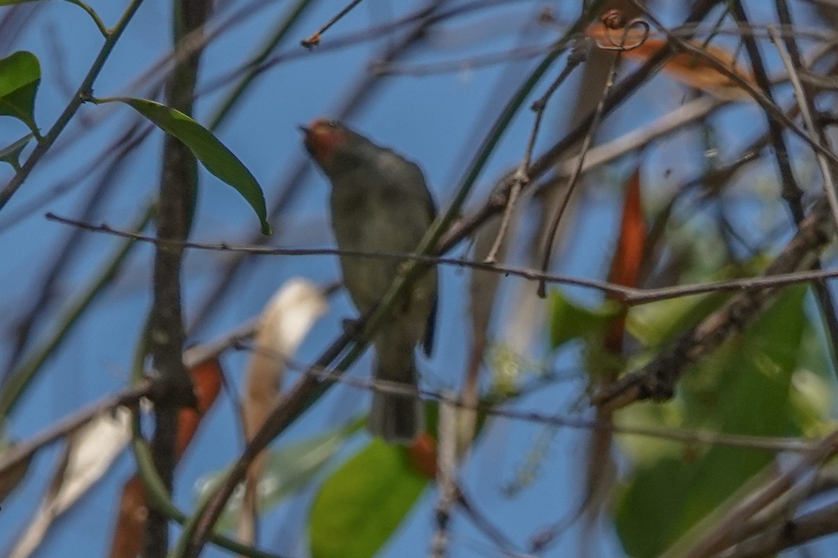 Red-headed Myzomela - ML642262842