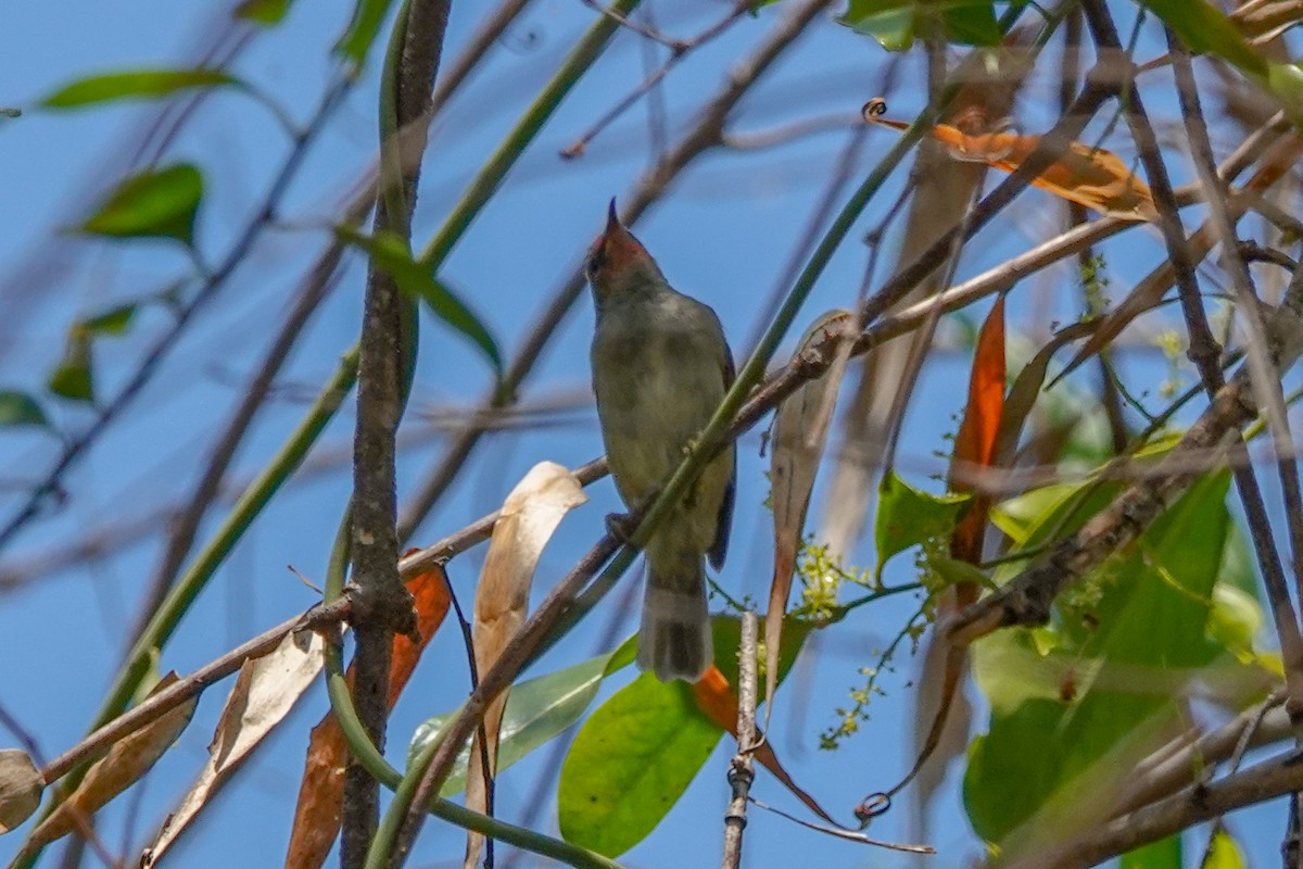 Red-headed Myzomela - ML642262843