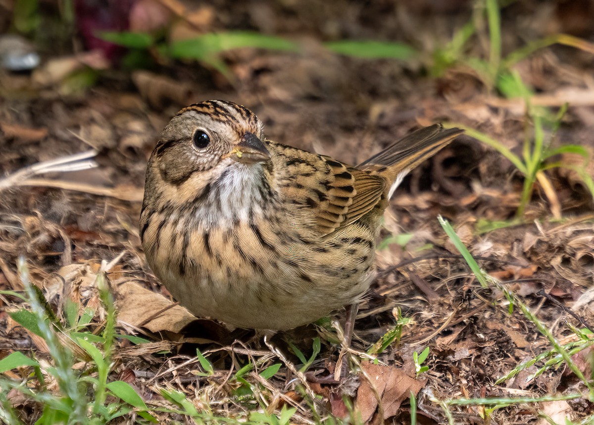 Lincoln's Sparrow - ML642262888