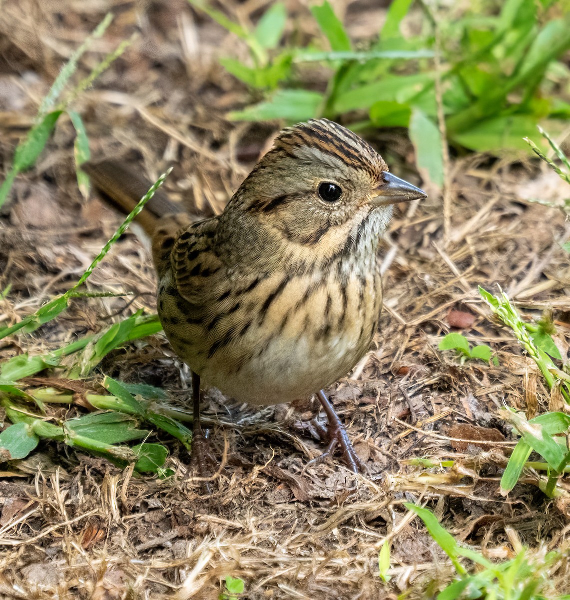 Lincoln's Sparrow - ML642262889
