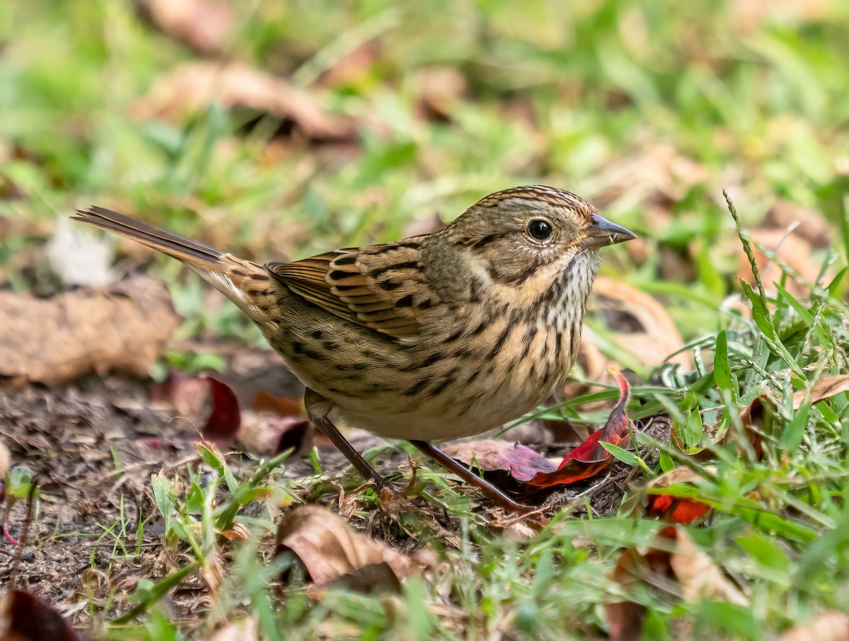 Lincoln's Sparrow - ML642262890