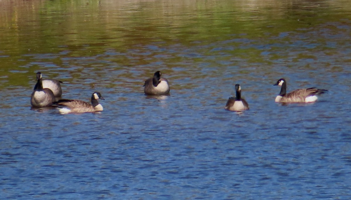 Cackling Goose - ML642262891