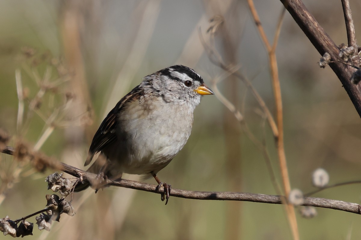 White-crowned Sparrow (nuttalli) - ML642262914