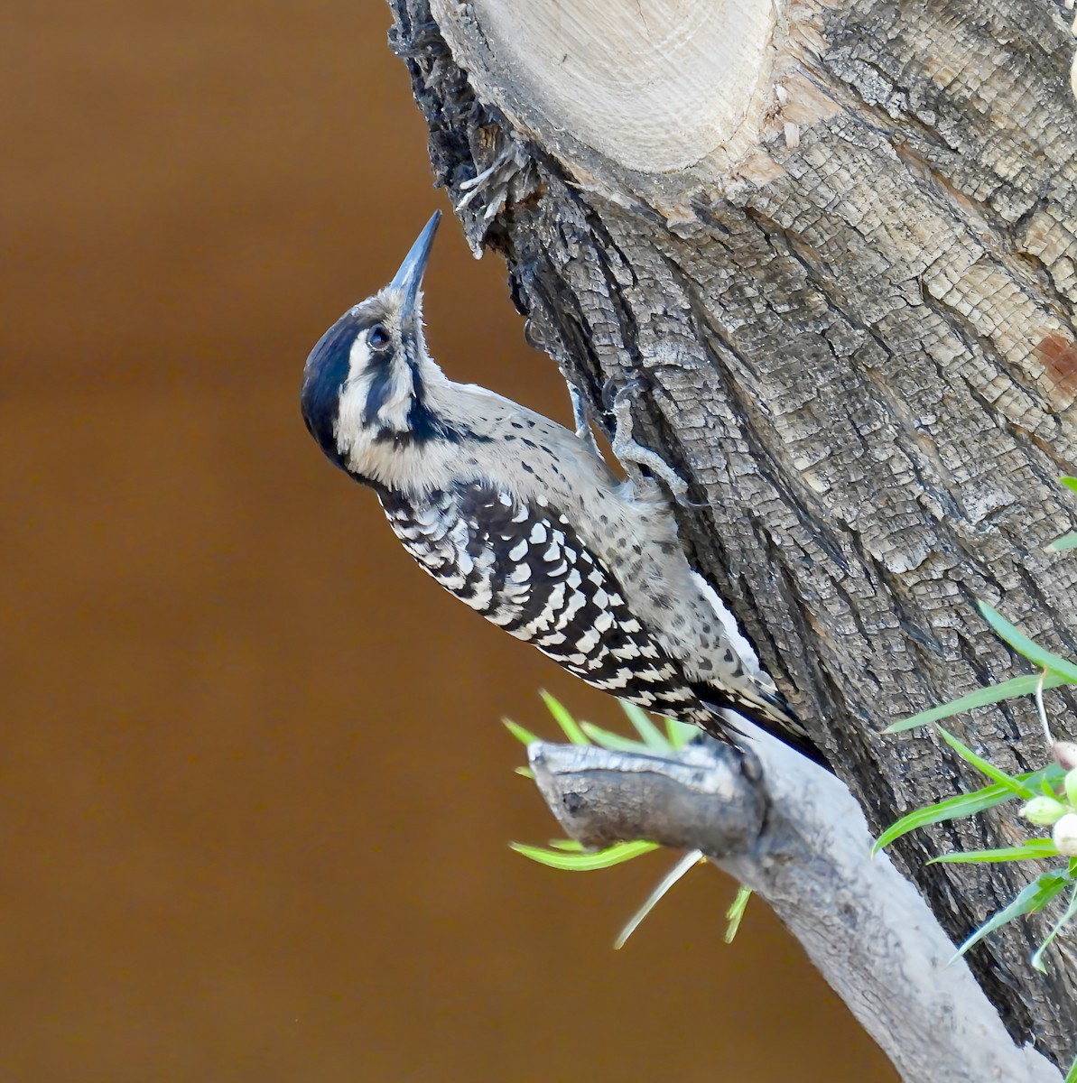 Ladder-backed Woodpecker - ML642262930