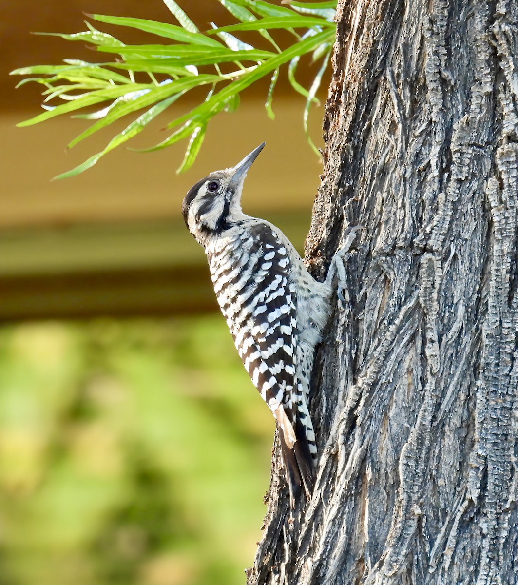 Ladder-backed Woodpecker - ML642262931