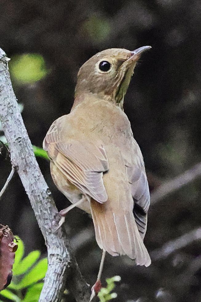 Swainson's Thrush - ML642262932
