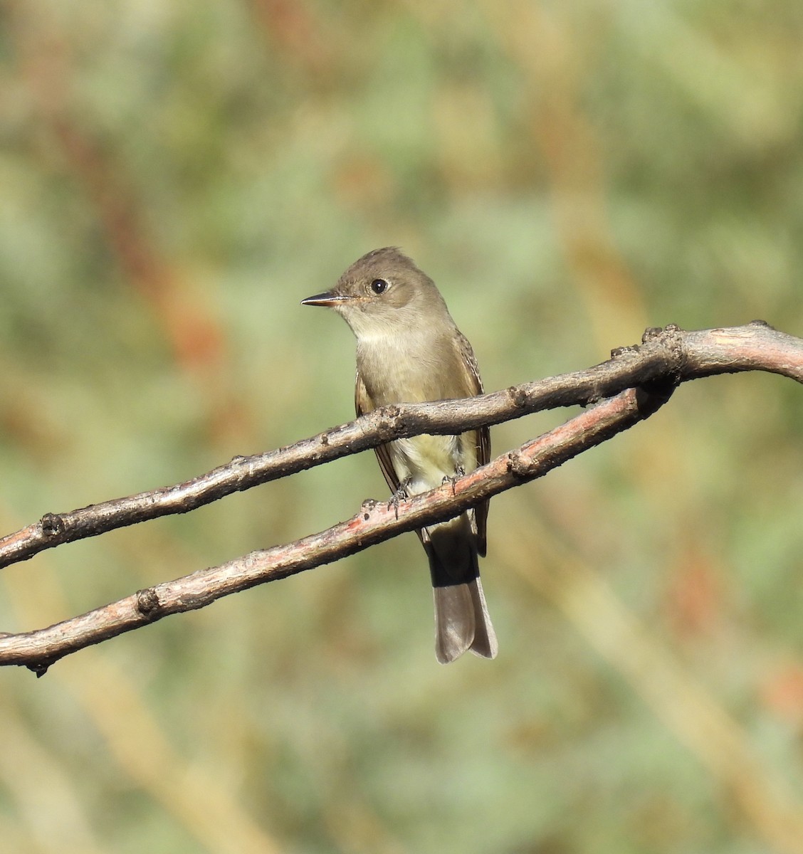 Western Wood-Pewee - ML642262936