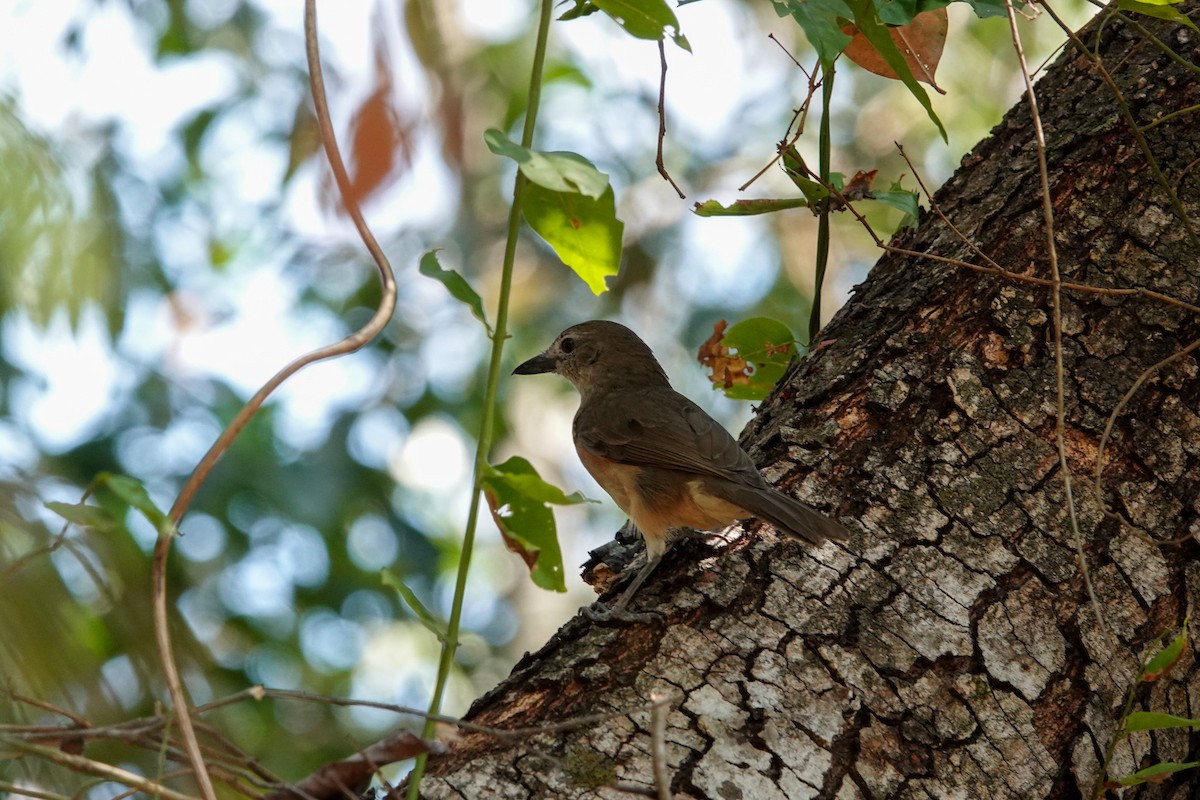 Arafura Shrikethrush - ML642262941