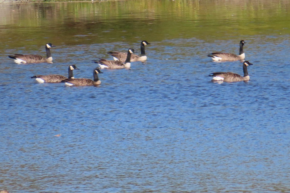 Cackling Goose - ML642262963