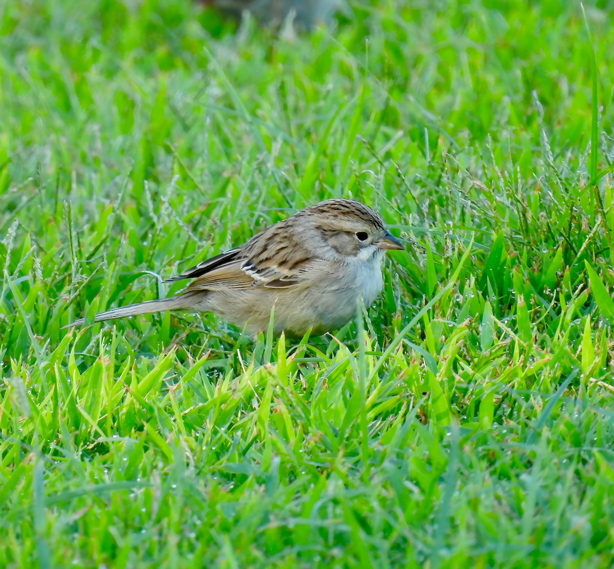 Brewer's Sparrow - ML642262987
