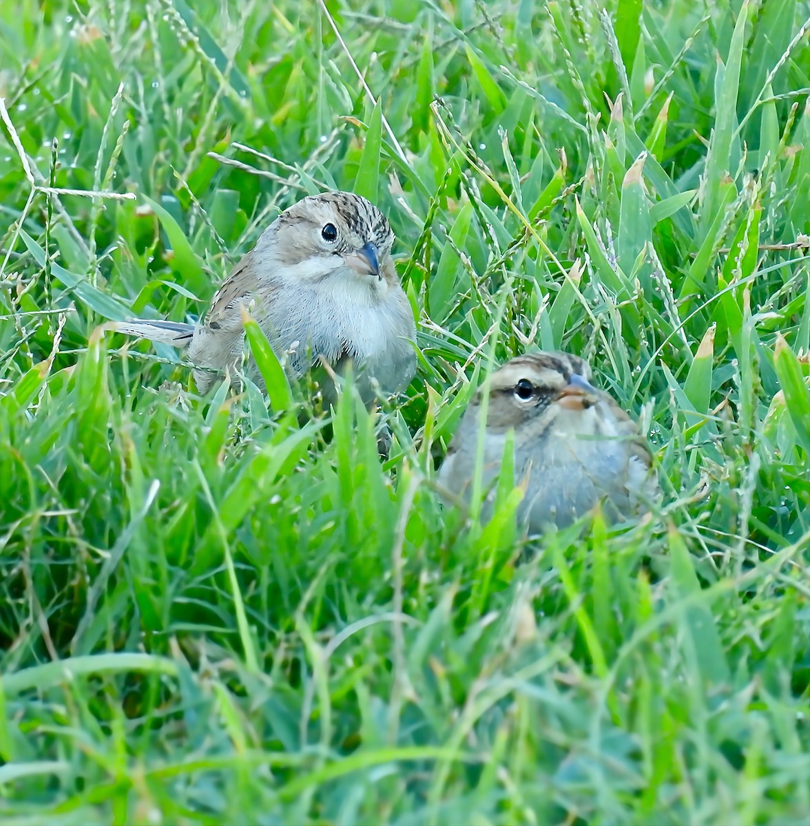 Brewer's Sparrow - ML642262988