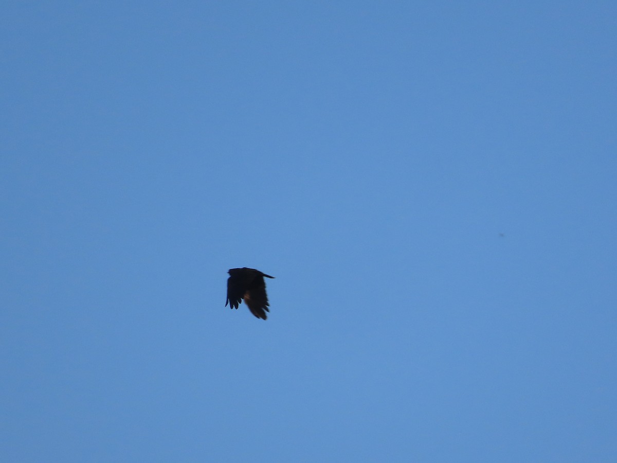 Lewis's Woodpecker - ML642262996